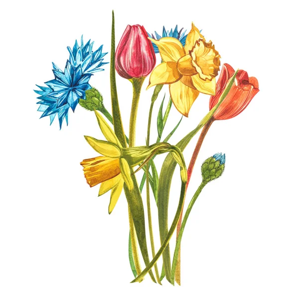 Υδατογραφία Νάρκισσος με τουλίπες και ντάλιες. Άγρια λουλούδια που απομονώνονται στο λευκό. Βοτανική ακουαρέλα, κίτρινη νάρκισσος μπουκέτο, ρουστίκ λουλούδια. Εικονογράφηση ακουαρέλας σε λευκό — Φωτογραφία Αρχείου