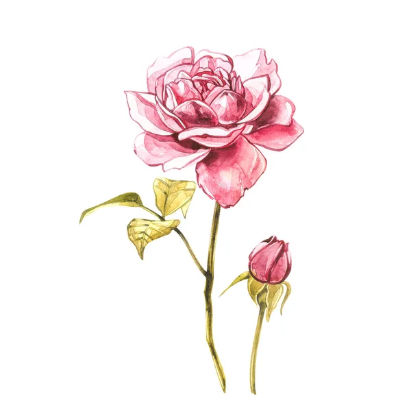 Watercolor pink wild roses. Wild flower set isolated on white. Botanical watercolor illustration, roses bouquet, rustic flowers. Isolated on white background.