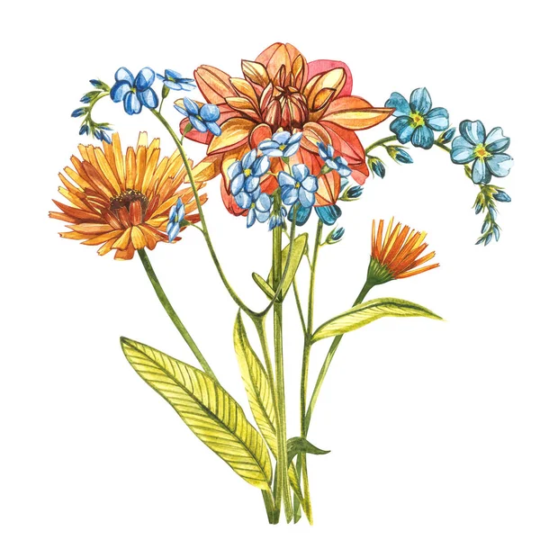 Watercolor bouquet Forget-me-not flowers, Dahlias and Calendula. Wild flower set isolated on white. Botanical watercolor illustration, rustic flowers. Good for cosmetics, medicine, treating — Stok fotoğraf
