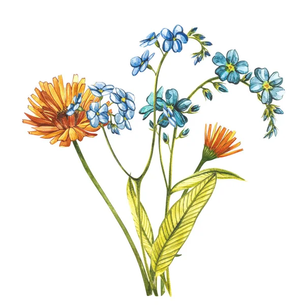 Watercolor bouquet Forget-me-not flowers and Calendula. Wild flower set isolated on white. Botanical watercolor illustration, rustic flowers. Good for cosmetics, medicine, treating, aromatherapy — Stock Photo, Image