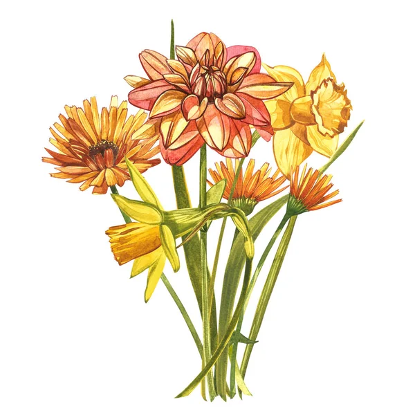 Watercolor Narcissus and Dahlias. Wild flower set isolated on white. Botanical watercolor illustration, yellow narcissus bouquet, rustic flowers. Watercolor illustration on white background. Set of — Stock Photo, Image