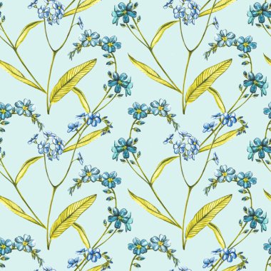 Suluboya, unutma beni çiçekleri. Beyaz renkte yabani bir çiçek. Botanik suluboya çizimi, kır çiçekleri. Kozmetik, ilaç, tedavi, aromaterapi, hemşirelik, paket tasarımı için iyi