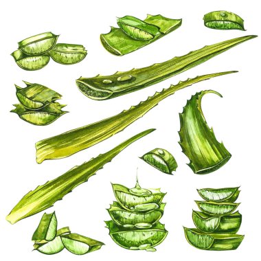 Aloe Vera. Suluboya sulu aloe. Yeşil bitki, suluboya elle çizilmiş resim. İzole edilmiş beyaz arka planda botanik resmi. Dilimlenmiş yaprakların çizimleri, şişede meyve suyu ve...