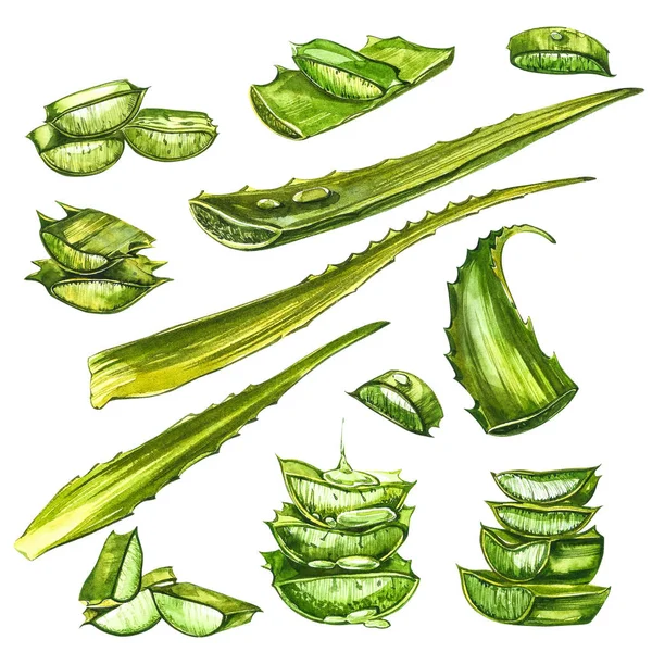 Aloe vera. Acuarela aloe suculenta. Planta verde, acuarela ilustración dibujada a mano. Pintura botánica sobre fondo blanco aislado. Dibujos de las hojas cortadas en rodajas, jugo en la botella y rama de —  Fotos de Stock