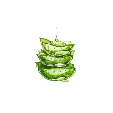 Aloe Vera. Suluboya sulu aloe. Yeşil bitki, suluboya elle çizilmiş resim. İzole edilmiş beyaz arka planda botanik resmi. Dilimlenmiş yaprakların çizimleri, şişede meyve suyu ve...