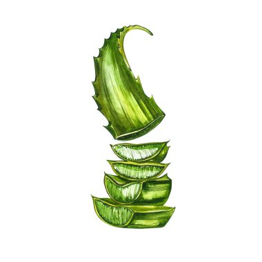 Aloe Vera. Suluboya sulu aloe. Yeşil bitki, suluboya elle çizilmiş resim. İzole edilmiş beyaz arka planda botanik resmi. Dilimlenmiş yaprakların çizimleri, şişede meyve suyu ve...