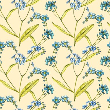 Suluboya, unutma beni çiçekleri. Beyaz renkte yabani bir çiçek. Botanik suluboya çizimi, kır çiçekleri. Kozmetik, ilaç, tedavi, aromaterapi, hemşirelik, paket tasarımı için iyi