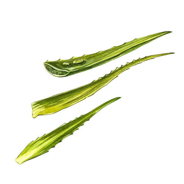 Αλόη βέρα. Υδατογραφία χυμώδης αλόη. Πράσινο φυτό, ακουαρέλα ζωγραφισμένα στο χέρι εικόνα. Βοτανική ζωγραφική σε απομονωμένο λευκό φόντο. Σχέδια των φύλλων σε φέτες, χυμός στη φιάλη και το κλαδί του — Φωτογραφία Αρχείου