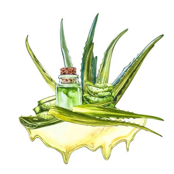 Aloe vera. Acuarela aloe suculenta. Planta verde, acuarela ilustración dibujada a mano. Pintura botánica sobre fondo blanco aislado. Dibujos de las hojas cortadas en rodajas, jugo en la botella y rama de —  Fotos de Stock