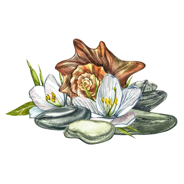 White flowers, shells and spa stones. SPA concept. Watercolor illustrations. Botanical painting on isolated white background. Can be used as background for web pages wedding invitations, greeting — ストック写真