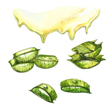 Aloe Vera. Suluboya sulu aloe. Yeşil bitki, suluboya elle çizilmiş resim. İzole edilmiş beyaz arka planda botanik resmi. Dilimlenmiş yaprakların çizimleri, şişede meyve suyu ve...