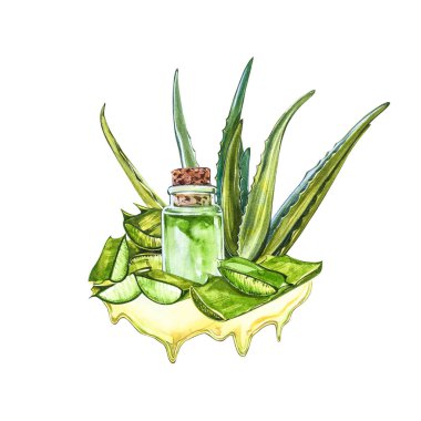 Aloe Vera. Suluboya sulu aloe. Yeşil bitki, suluboya elle çizilmiş resim. İzole edilmiş beyaz arka planda botanik resmi. Dilimlenmiş yaprakların çizimleri, şişede meyve suyu ve...
