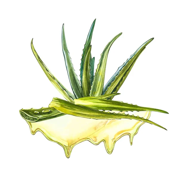 Aloe vera. Aloe succulent aquarelle. Plante verte, aquarelle illustration dessinée à la main. Peinture botanique sur fond blanc isolé. Dessins des feuilles tranchées, jus dans la bouteille et la branche de — Photo