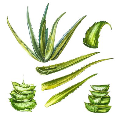 Aloe Vera. Suluboya sulu aloe. Yeşil bitki, suluboya elle çizilmiş resim. İzole edilmiş beyaz arka planda botanik resmi. Dilimlenmiş yaprakların çizimleri, şişede meyve suyu ve...