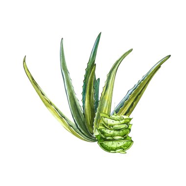 Aloe Vera. Suluboya sulu aloe. Yeşil bitki, suluboya elle çizilmiş resim. İzole edilmiş beyaz arka planda botanik resmi. Dilimlenmiş yaprakların çizimleri, şişede meyve suyu ve...