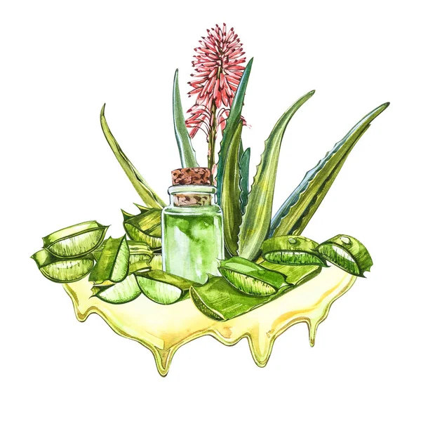 アロエベラ。水の色多肉植物アロエ。緑の植物、水彩手のイラストを描いた。隔離された白い背景に植物画。スライスした葉の図面,ボトルとの枝のジュース — ストック写真