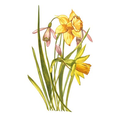 Suluboya Narcissus ve Kar Damlaları. Beyaz renkte yabani bir çiçek. Botanik suluboya çizimi, sarı narsisli buket, kır çiçekleri. Beyaz arkaplanda suluboya çizimi. Bir set