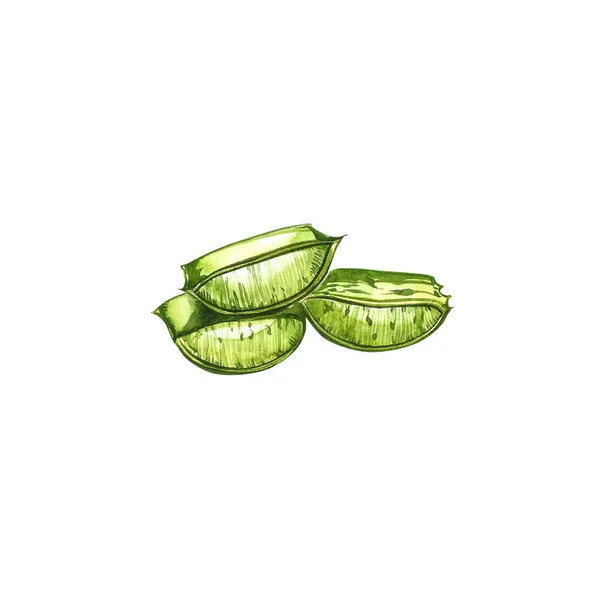 Aloe vera. Watercolor succulent aloe. Green plant, watercolor hand drawn illustration. Botanical painting on isolated white background. Drawings of the sliced leaves, juice in the bottle and branch of — 스톡 사진