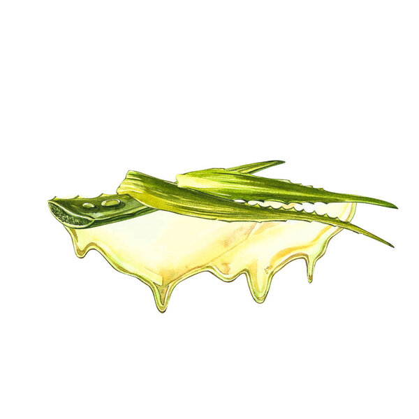 Aloe vera. Watercolor succulent aloe. Green plant, watercolor hand drawn illustration. Botanical painting on isolated white background. Drawings of the sliced leaves, juice in the bottle and branch of