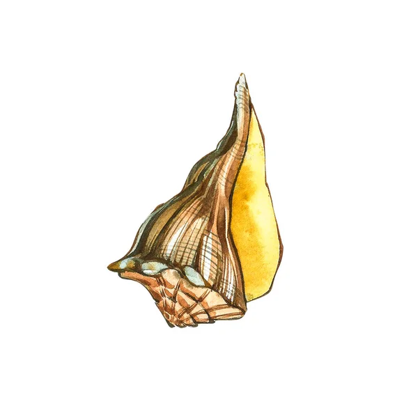 Coleção de conchas. ilustração aquarela desenhada à mão do debaixo do mar. Pode ser usado como fundo para convites de casamento de páginas da web, cartões de saudação, cartões postais, padrões, impressões, design de pacotes — Fotografia de Stock