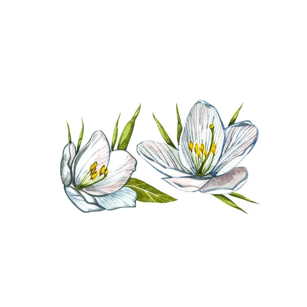 Weiße Blumen. SPA-Konzept. Aquarell illustriert. Botanische Malerei auf isoliertem weißen Hintergrund. Kann als Hintergrund für Webseiten verwendet werden Hochzeitseinladungen, Grußkarten, Postkarten, Muster — Stockfoto