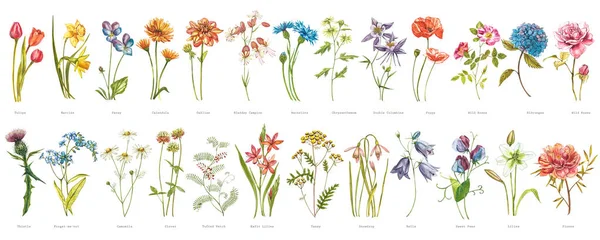 Akvarel sbírka ručně kreslených květin a bylin. Botanická ilustrace rostlin. Ročník léčivé byliny skica sada inkoustu ručně kreslené lékařské byliny a rostliny náčrt. — Stock fotografie