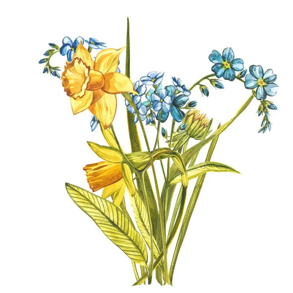 Suluboya buketi, unutma beni çiçekleri ve Narcissus. Beyaz renkte yabani bir çiçek. Botanik suluboya çizimi, kır çiçekleri. Kozmetik, ilaç, tedavi, aromaterapi için iyidir. — Stok fotoğraf