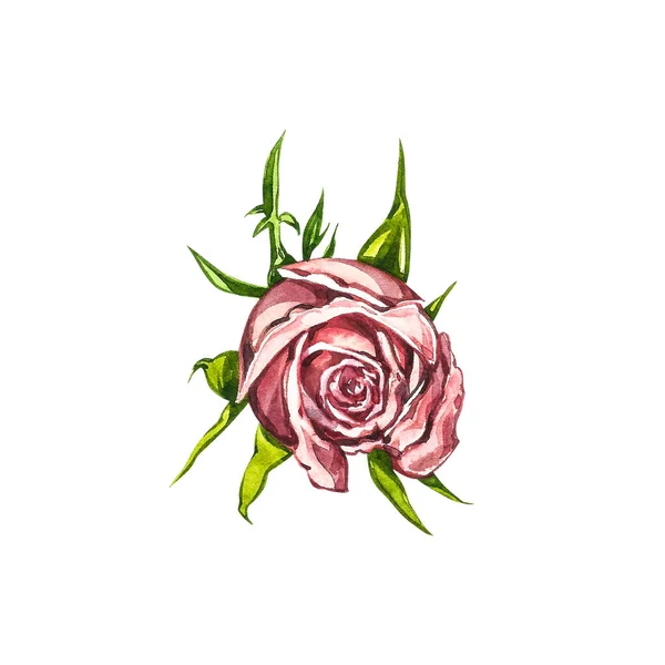 Υδατογραφία απεικόνιση ενός λεπτού ροζ τριαντάφυλλου. Βοτανική απεικόνιση. Έννοια Spa — Φωτογραφία Αρχείου
