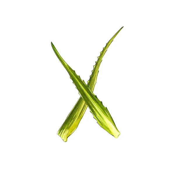 Aloe Vera växt på vit bakgrund. Akvarell agave, aloe vera, saftig, grön växt. Botanisk akvarell illustration av Aloe Vera — Stockfoto