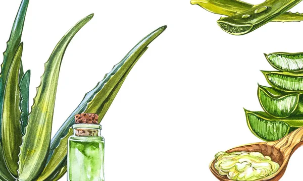 Foglia di aloe vera fresca verde con gel di aloe in cucchiaio di legno. Agave acquerello, aloe vera, pianta succulenta, verde. Illustrazione acquerello botanico di Aloe Vera — Foto Stock