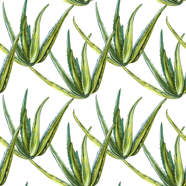 Aloe Vera rostlina na bílém pozadí. Akvarel agave, aloe vera, šťavnatá, zelená rostlina. Botanická akvarel ilustrace Aloe Vera. Bezešvé vzory. — Stock fotografie