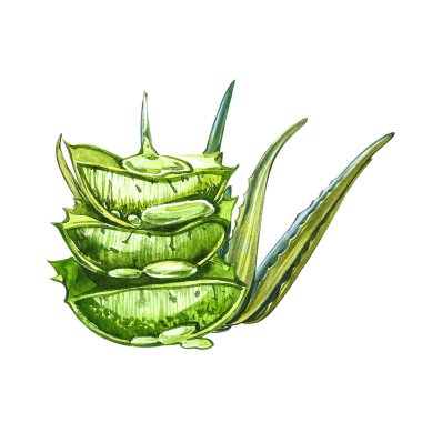 Aloe Vera beyaz arka planda bitki yetiştiriyor. Suluboya agave, aloe vera, sulu, yeşil bitki. Aloe Vera 'nın botanik suluboya çizimi