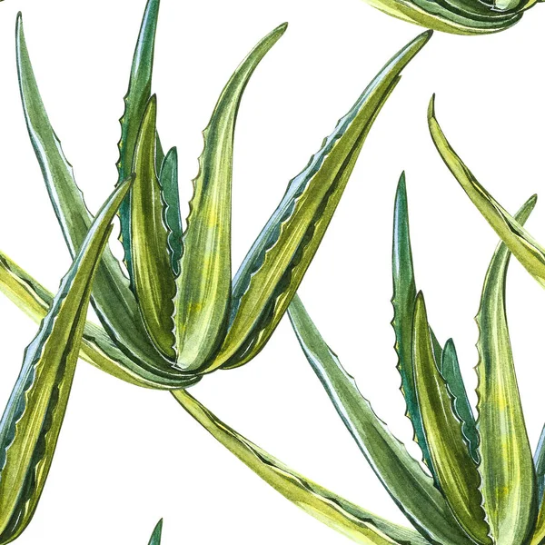 Φυτό αλόης βέρα σε λευκό φόντο. Υδατογραφία Αγαύη, αλόη βέρα, χυμώδες, πράσινο φυτό. Βοτανική ακουαρέλα απεικόνιση της αλόης βέρα. Απρόσκοπτα σχέδια. — Φωτογραφία Αρχείου