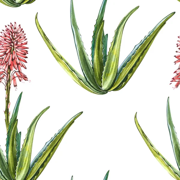 Aloe Vera rostlina na bílém pozadí. Akvarel agave, aloe vera, šťavnatá, zelená rostlina. Botanická akvarel ilustrace Aloe Vera. Bezešvé vzory. — Stock fotografie