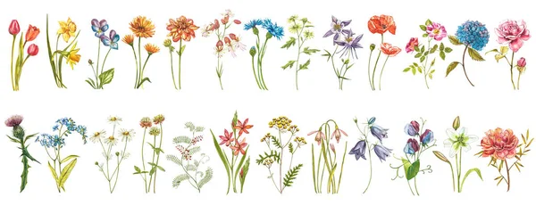 Aquarel collectie van met de hand getrokken bloemen en kruiden. Botanische planten illustratie. Vintage geneeskrachtige kruiden schets set van aquarel hand getekend geneeskrachtige kruiden en planten schets. — Stockfoto