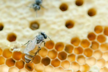 Bal peteği üzerinde çalışan arıların makrosu, Arkaplan altıgen dokusu, 