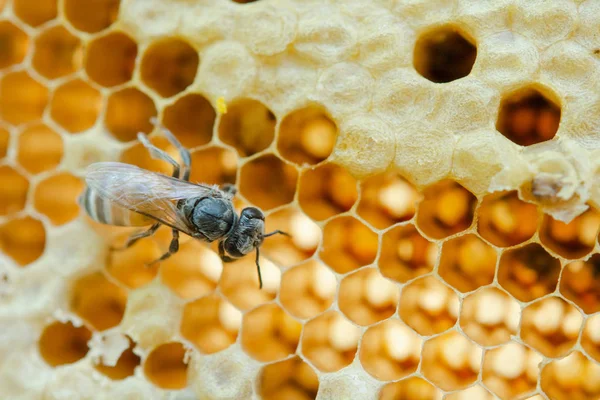 Makro av arbetande bin på bikaka, bakgrund hexagon konsistens, — Stockfoto