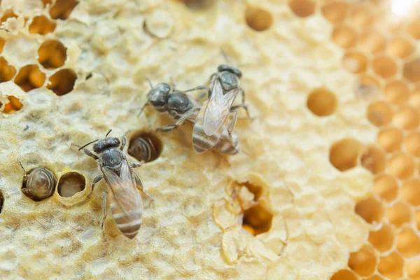 Makro der Arbeitsbienen auf Wabe, Hintergrund-Sechseck-Struktur, — Stockfoto