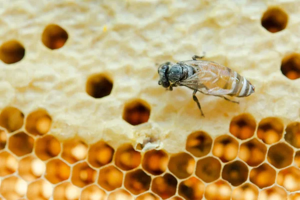 Makro pracovních včel na voštinách, textura pozadí šestiúhelníku, Royalty Free Stock Fotografie