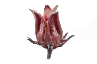 Roselle, Jamaikalı Sorelor ya da Hibiscus Sabdariffa