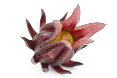 Roselle, Jamaikalı Sorelor ya da Hibiscus Sabdariffa