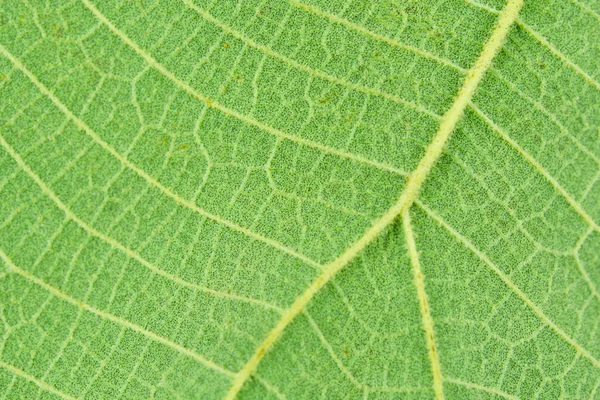 Macro close-up green leaf texture background — Stock Photo, Image