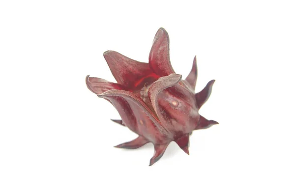 Roselle, Sorelor giamaicano o Hibiscus sabdariffa isolato su cui — Foto Stock
