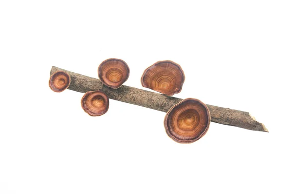 Cogumelo castanho Microporus xanthopus isolado sobre fundo branco — Fotografia de Stock