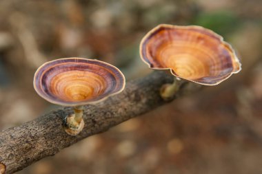 Kahverengi mantar mikroporus xanthopus Fr. Kuntze ağaç dalında