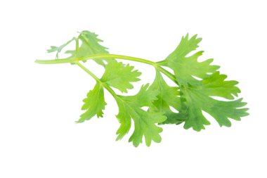 Kişniş yaprağı kırpma yolu ile beyaz arkaplanda izole edildi