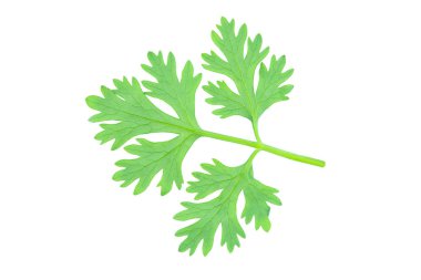 Kişniş yaprağı kırpma yolu ile beyaz arkaplanda izole edildi