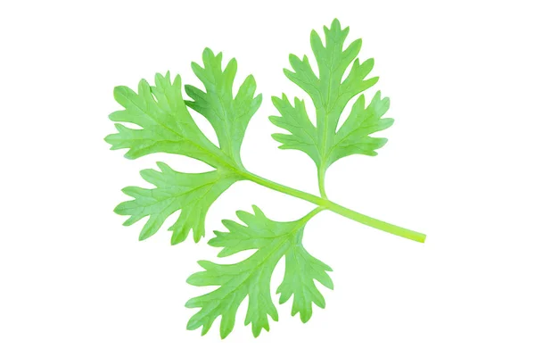 Coriander leaf isolated on white background with clipping path — 스톡 사진