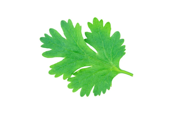 Coriander leaf isolated on white background with clipping path — 스톡 사진