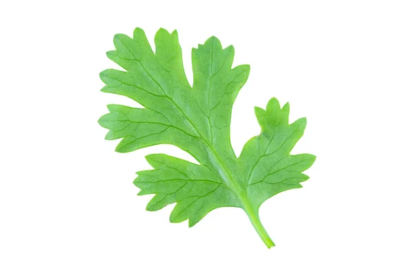 Coriander leaf isolated on white background with clipping path — 스톡 사진